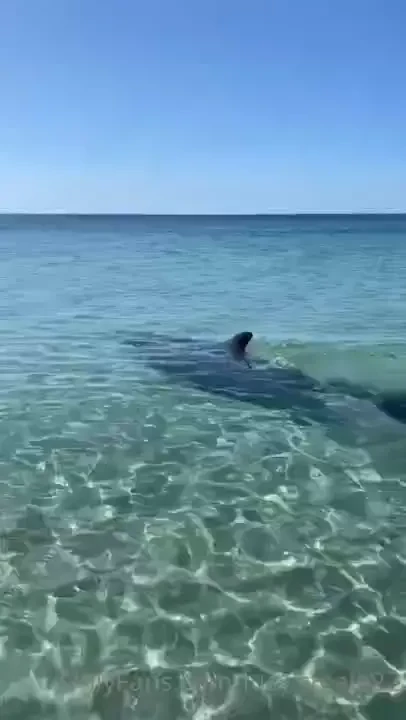 Got to see dolphins at the beach today had to share 