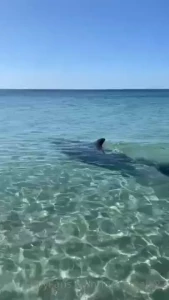 Got to see dolphins at the beach today had to share