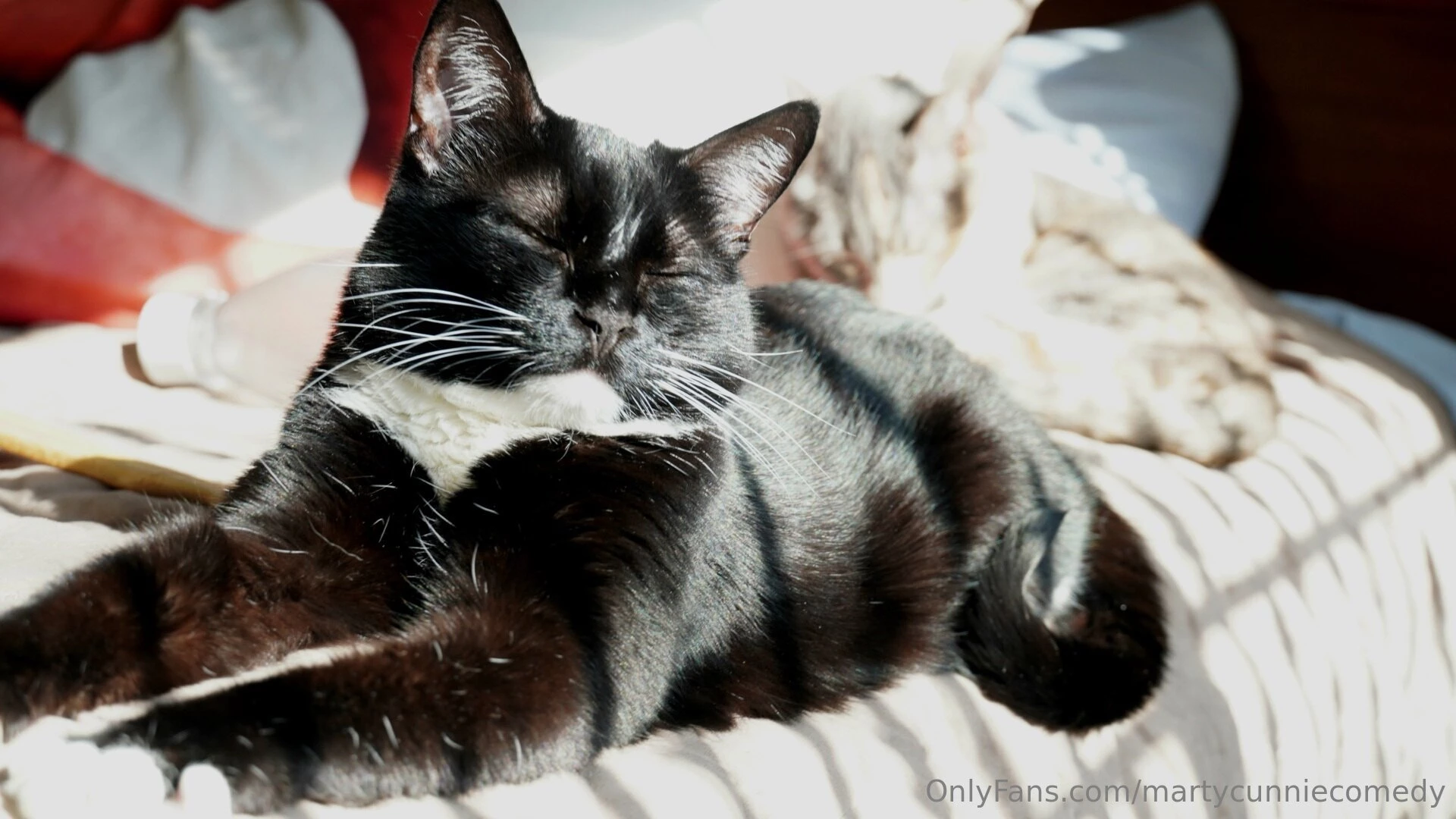I know yall hate pussy but maybe you ll like my cats 