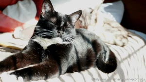 I know yall hate pussy but maybe you ll like my cats