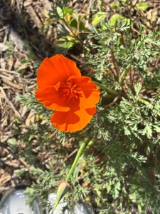 Audio update and pics from lately part 3