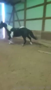 The old man is doin great he s arthritic so on a joint supplement any part 3