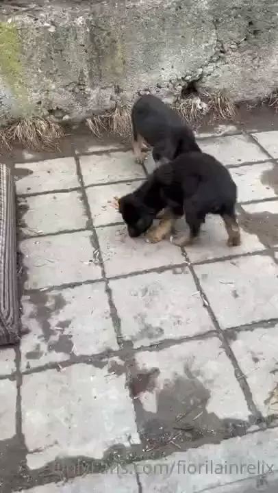 Hello guys i found these 2 puppies and can t sleep for few days i rang part 1 