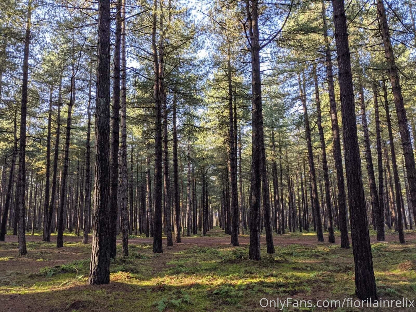 How do you prefer to see me in the forest and what would you do if you part 4 