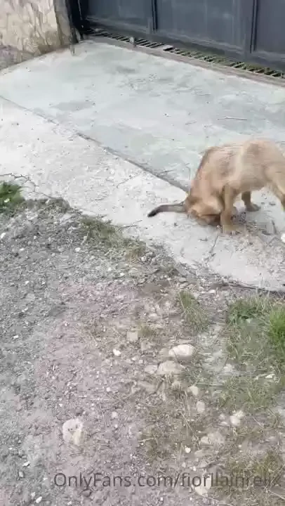 Just now i have seen this dog obviously hit by car can t walk trying 