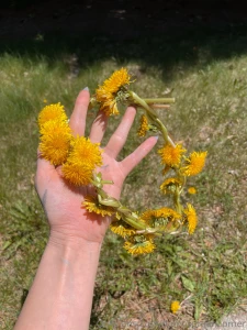 Did you know that dandelions are more than just pesky weeds they part 2