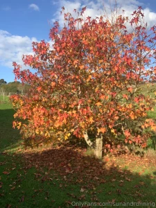 Transported to autumn fall land part 1