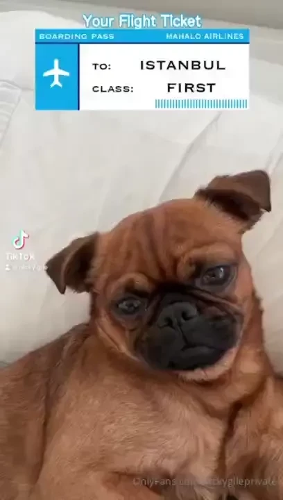 Happy sunday just here blessing your feed with your favorite pup 