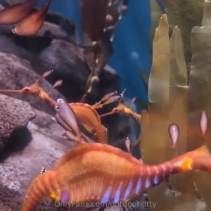 We wish we were dolphins anyways the road trip was very fun and tiring part 2