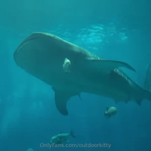 We wish we were dolphins anyways the road trip was very fun and tiring part 1