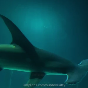 We wish we were dolphins anyways the road trip was very fun and tiring