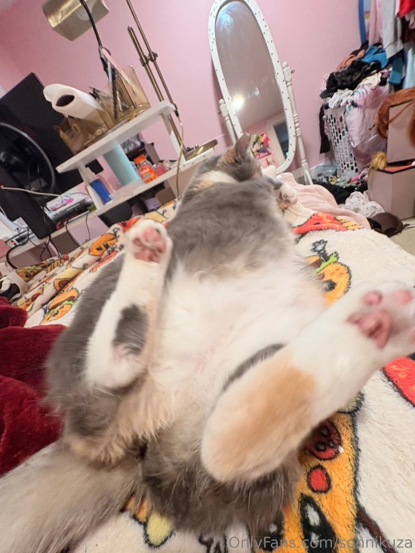 This is my kitty juniper she s four years old and yesterday was her part 4 