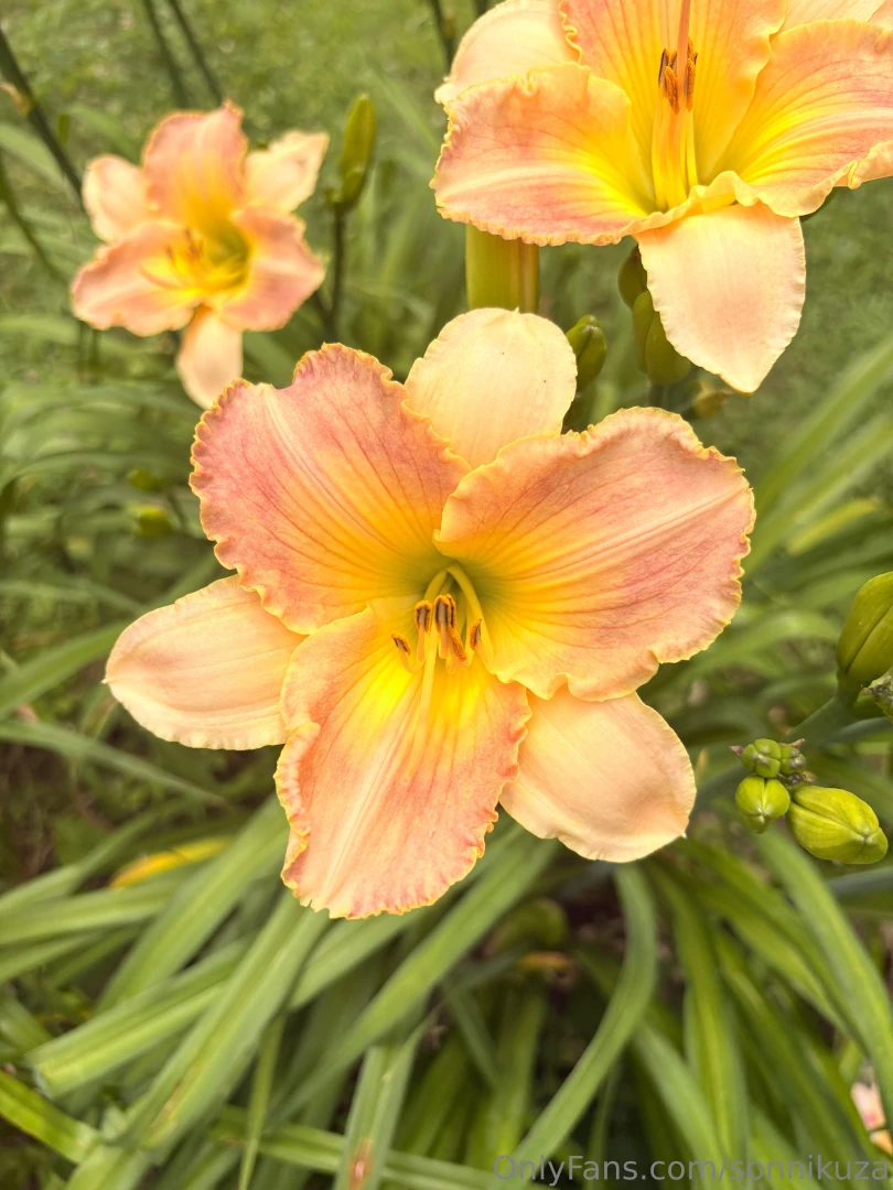 I saw some flowers yesterday part 3 