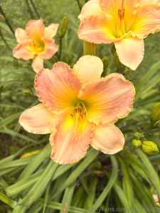 I saw some flowers yesterday part 3