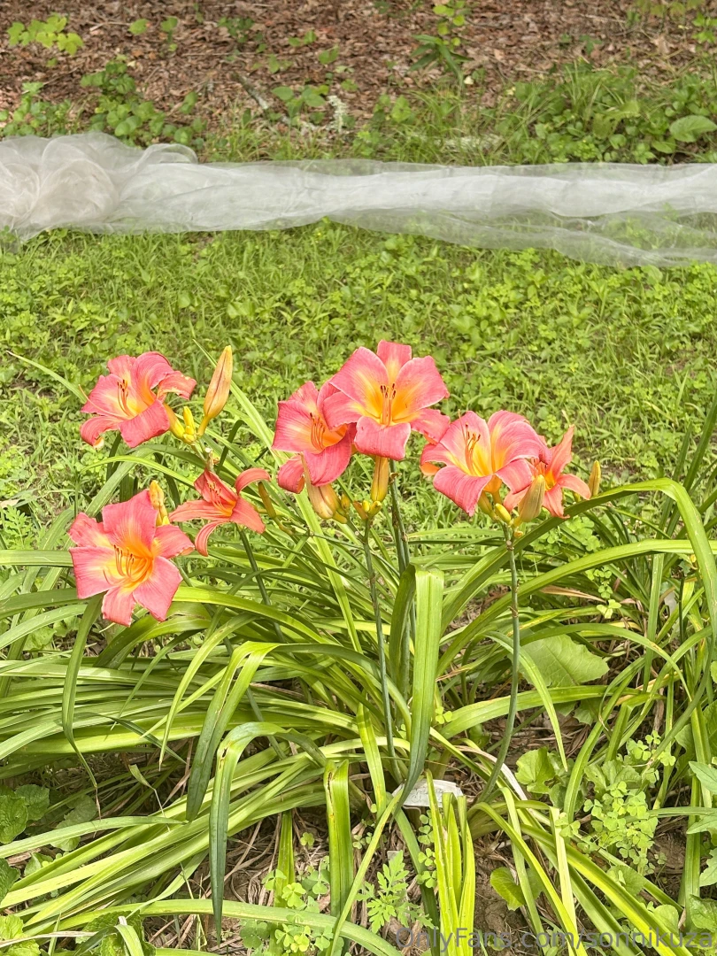 I saw some flowers yesterday 