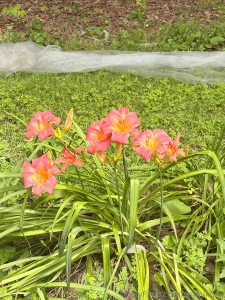 I saw some flowers yesterday