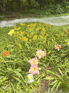 I saw some flowers yesterday part 1