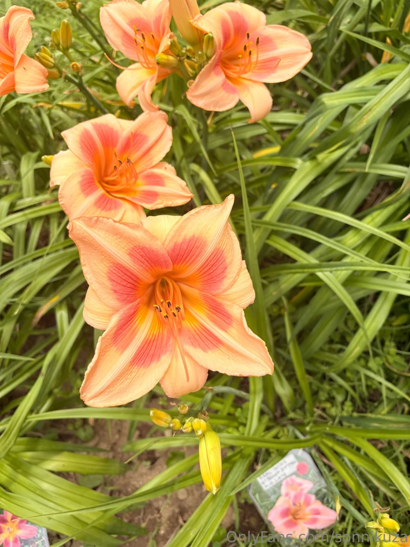 I saw some flowers yesterday part 2 