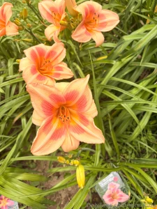 I saw some flowers yesterday part 2