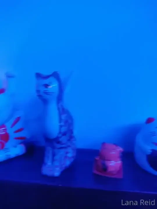 I just wanted to show you my cat collection 