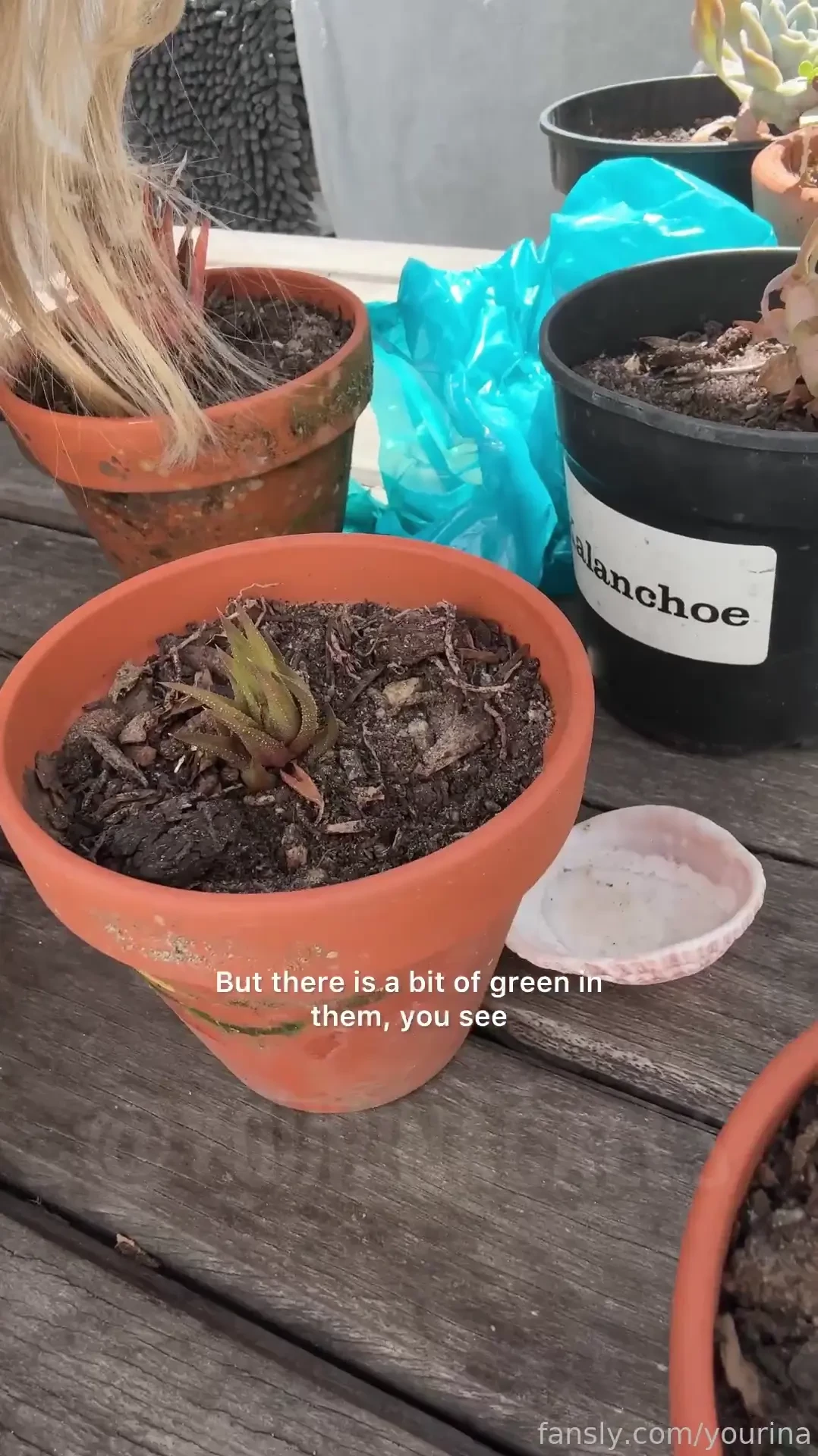 Bigboobs natural glasses nerdy blond goofy nextdoor jugs fyp blueeyes 