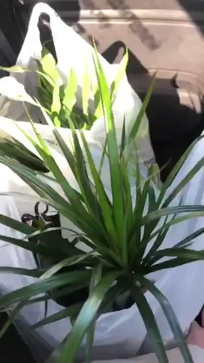 Who loves plants as much as i do bought new 8 plants for my jungle 