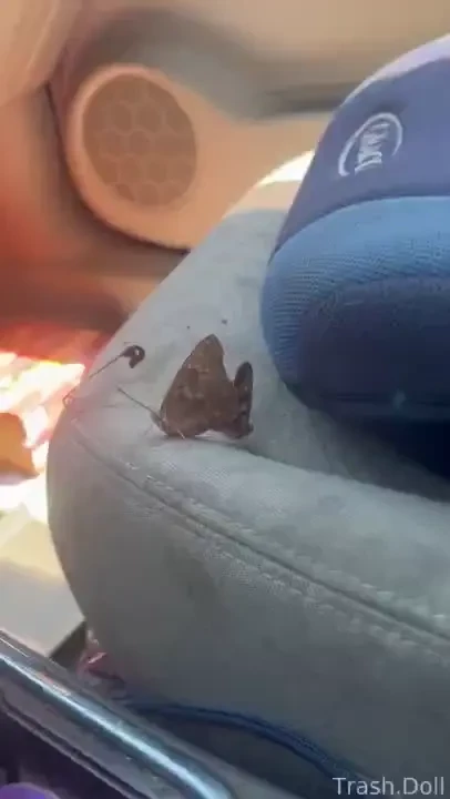 Butterfly s having sex in my car she s already super pregnant 