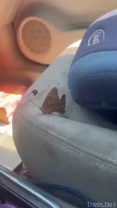 Butterfly s having sex in my car she s already super pregnant