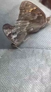 Butterfly s having sex in my car she s already super pregnant part 1
