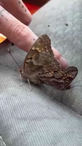 Butterfly s having sex in my car she s already super pregnant part 2