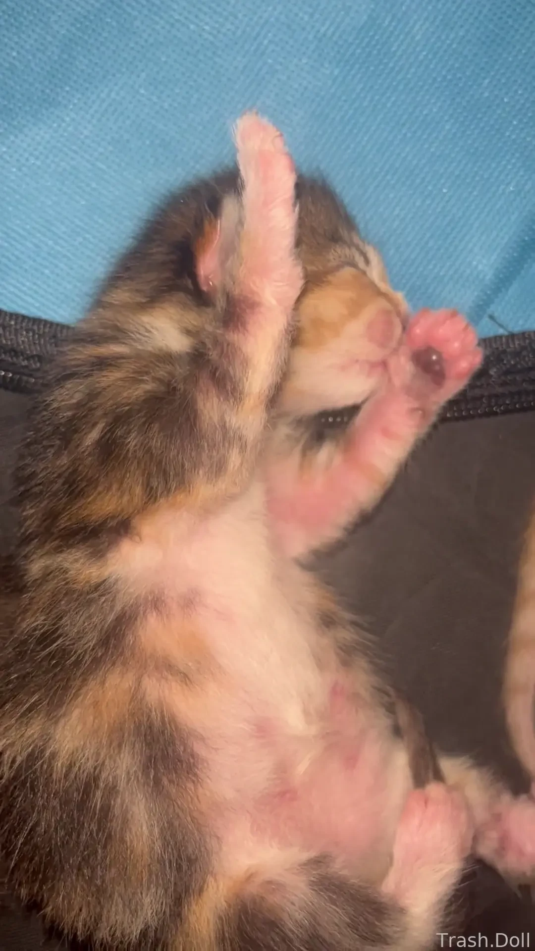 Dancey dance pants fyp gfe foryou taboo ibtc lgbtq sizequeen buttslut part 1 