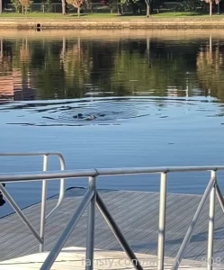 Can anyone guess what animal this is irl nature outdoors