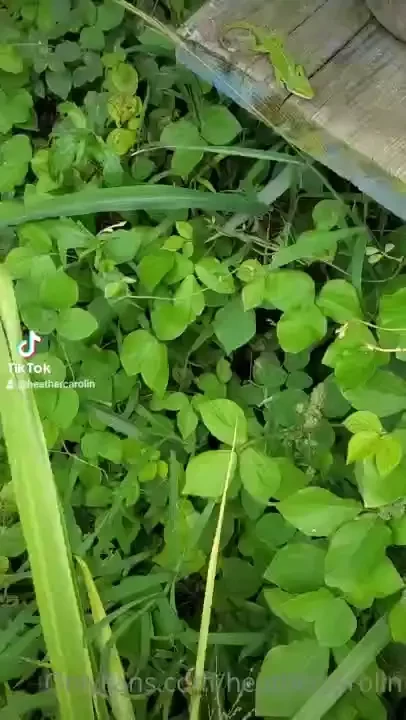 The wild green anole lizard that lives outside is still here i wish i 