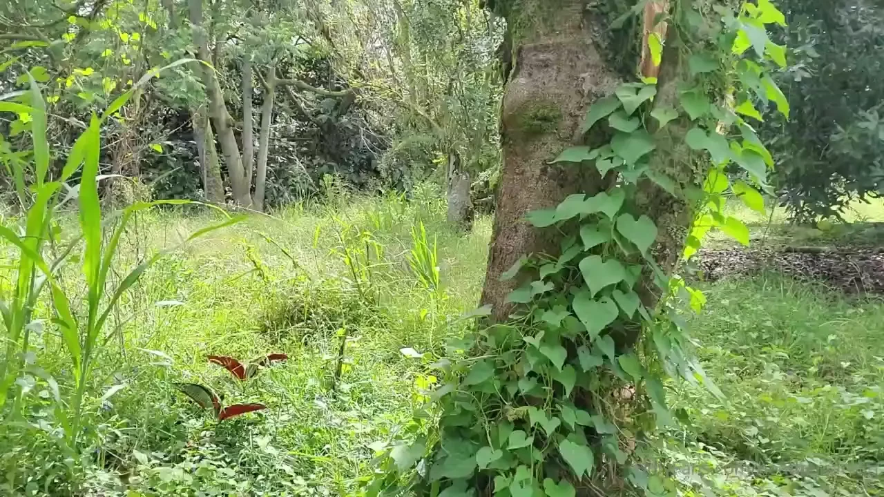 A new natural outdoor tease video for you i love showing you my naked 