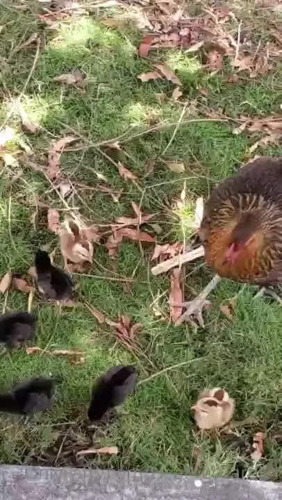 I love the nature here look what i saw in the grocery store parking 