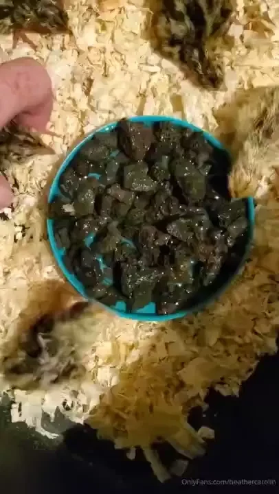 Video for you welcome my new quail chicks 