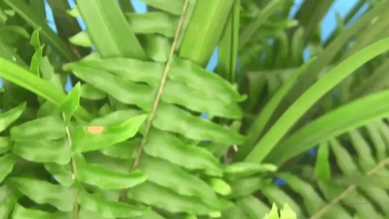 Plumeria bath is a special relaxing bath that i wish you could have 