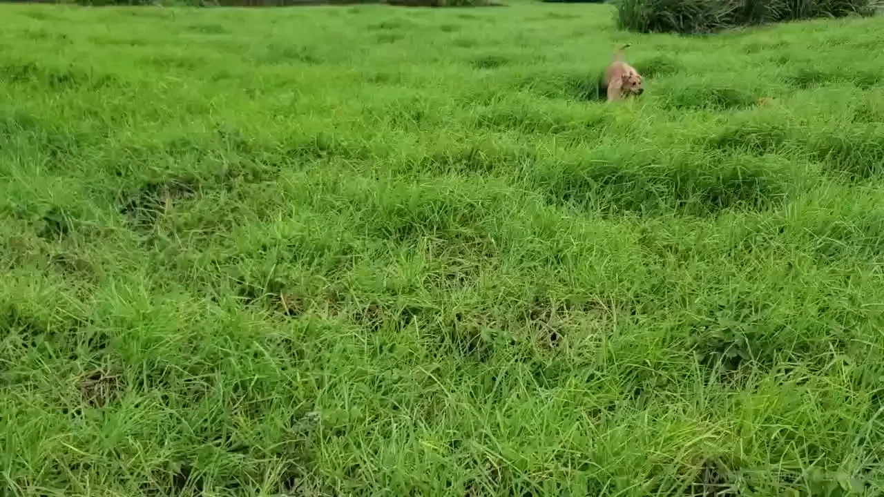 Ok one more adorable clip of these two playing in the pasture it makes 