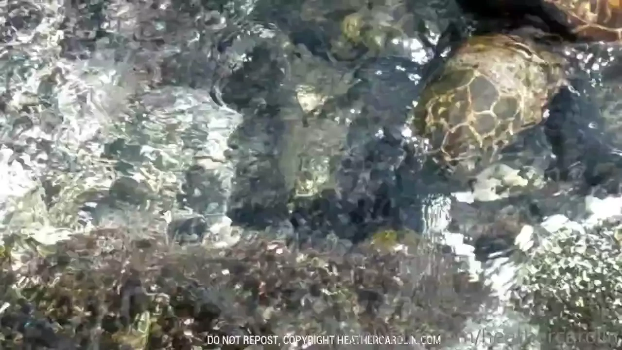 I am so excited that i shot this sea turtle video i love watching them 