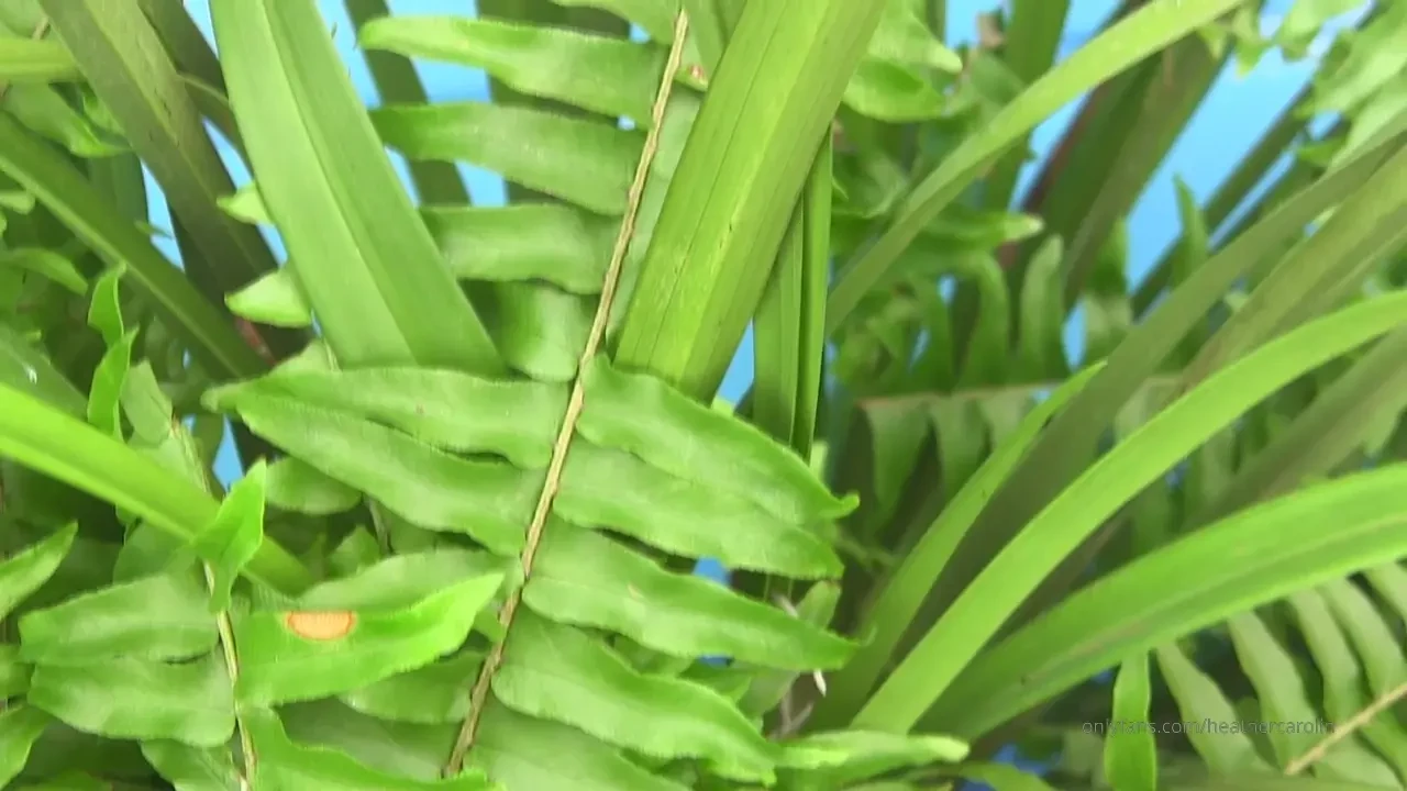 Plumeria bath is one of my few fully shaved videos see this full 