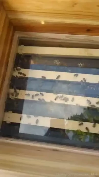 Got my first bees yesterday i m beyond excited ya ll i ve no idea what 