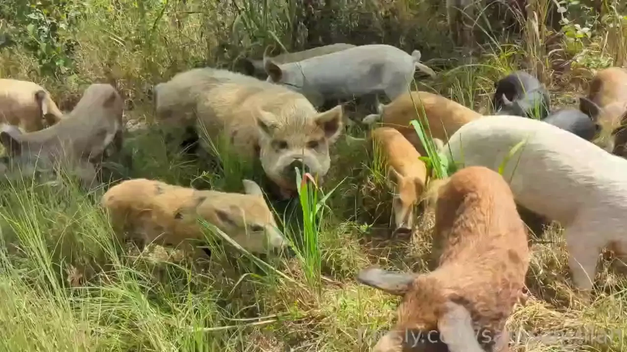 Happy saturday hope it s been a good one i ve been sorting poultry and 