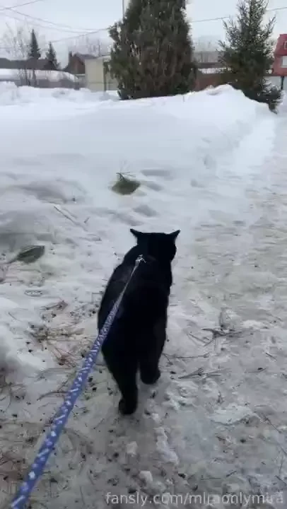 I love messing with my cats scratching fur cutting claws playing and 