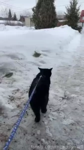 I love messing with my cats scratching fur cutting claws playing and