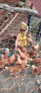 Mis amigas las gallinas lagranjadetalita part 3