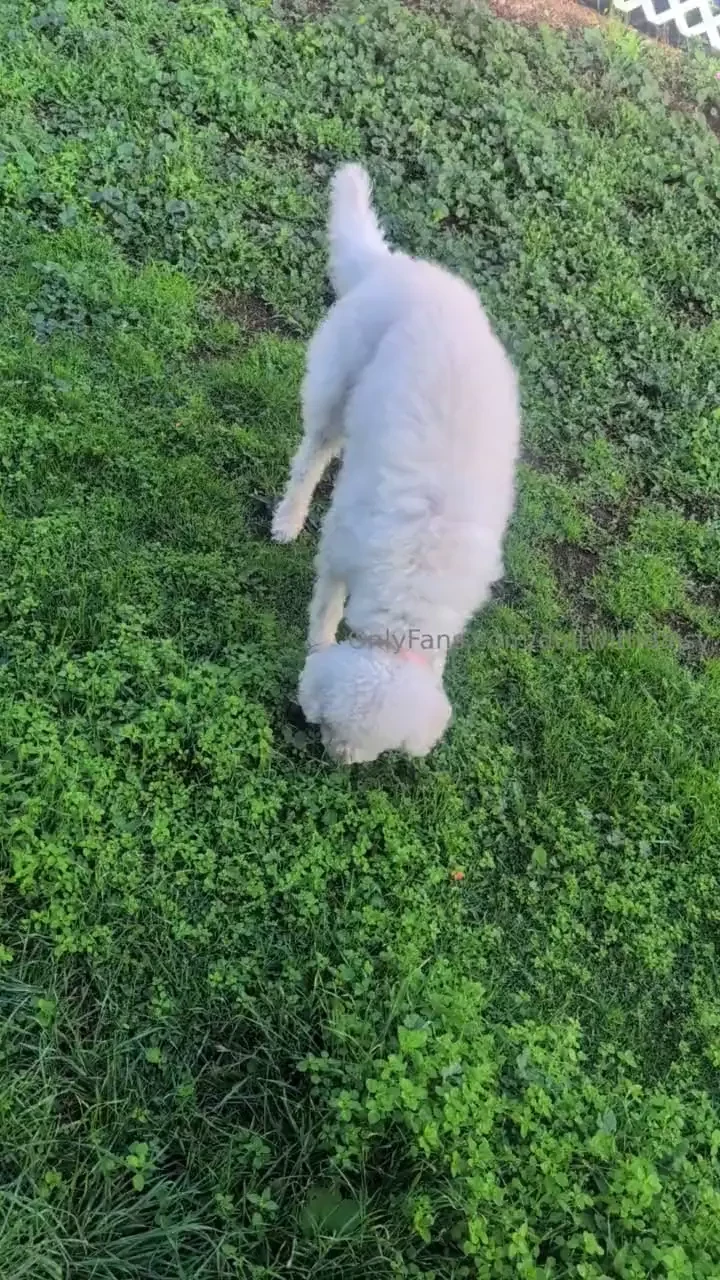 One of waffles favorite games is spit the carrots she loves to catch 