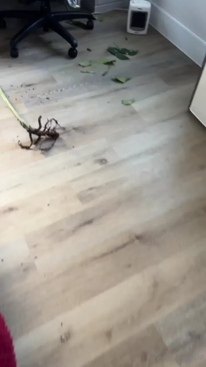 She made sure to finish the job she was in a pen with bones and water 