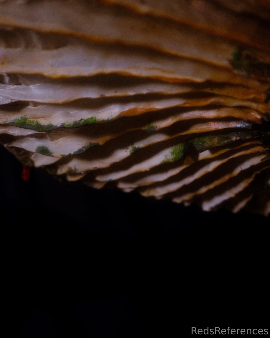 Huzzah day 1 of sharing my self-made designs here be my mushroom hat part 5 