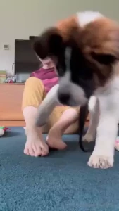 It s maple s fault this video isn t longer