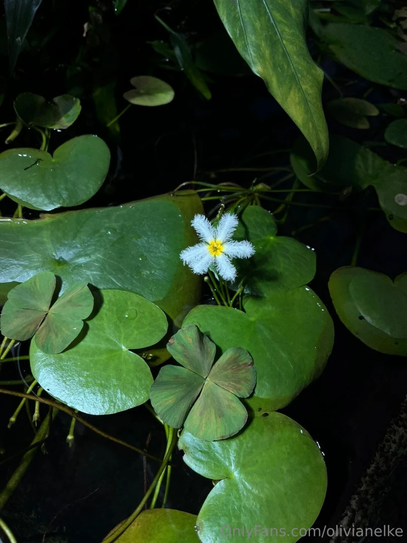 Recently i was in the botanical garden and saw this cute fluffy flower 
